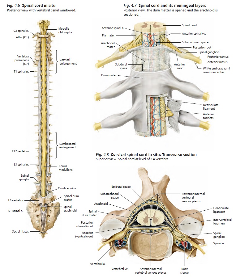 Scientists find mechanism behind precise spinal cord development Spinal10