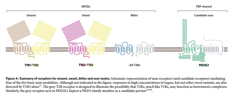 The tongue - evidence of intelligent design Taste_16