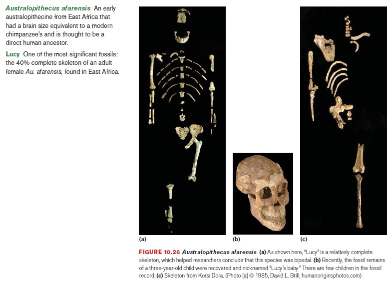 The origin of Homo Sapiens & timeline of human evolution The_au10