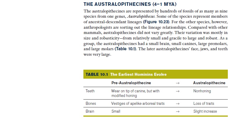 The origin of Homo Sapiens & timeline of human evolution The_au14