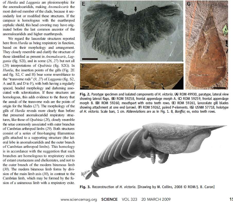 Anomalocaris another Science-fiction like creature The_bu11