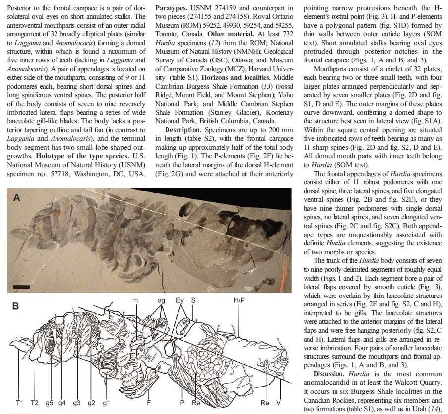 Anomalocaris another Science-fiction like creature The_bu13