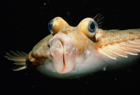  Yellowtail Flounder New England - bizarre flatfishes - disproving intelligent design ?  Yellow10
