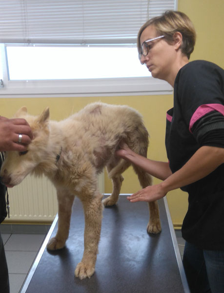 Visite vétérinaire (5 octobre 2017) Husky-16