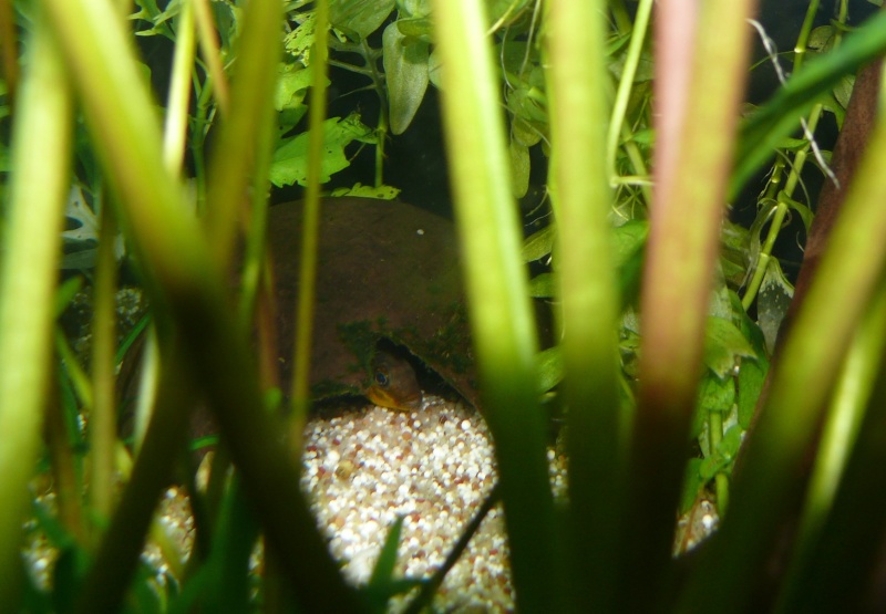 Nage libre de mes Pelvicachromis Subocellatus :) dans mon 240L communautaire - Page 2 Femell11