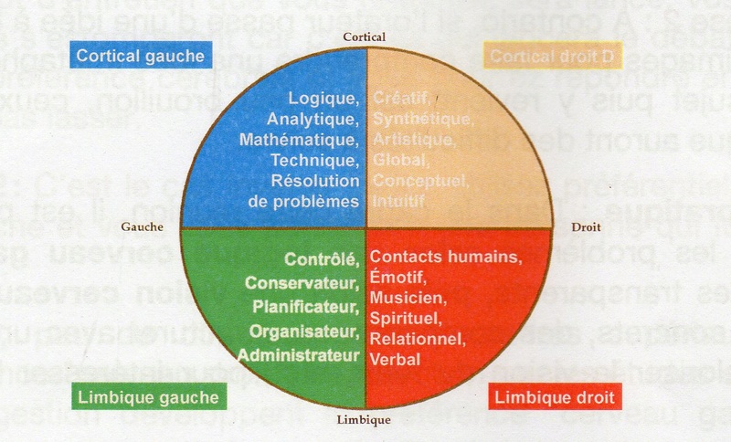 Fonctionnement de notre cerveau Img03110