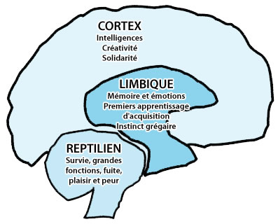 Fonctionnement de notre cerveau Troisc10