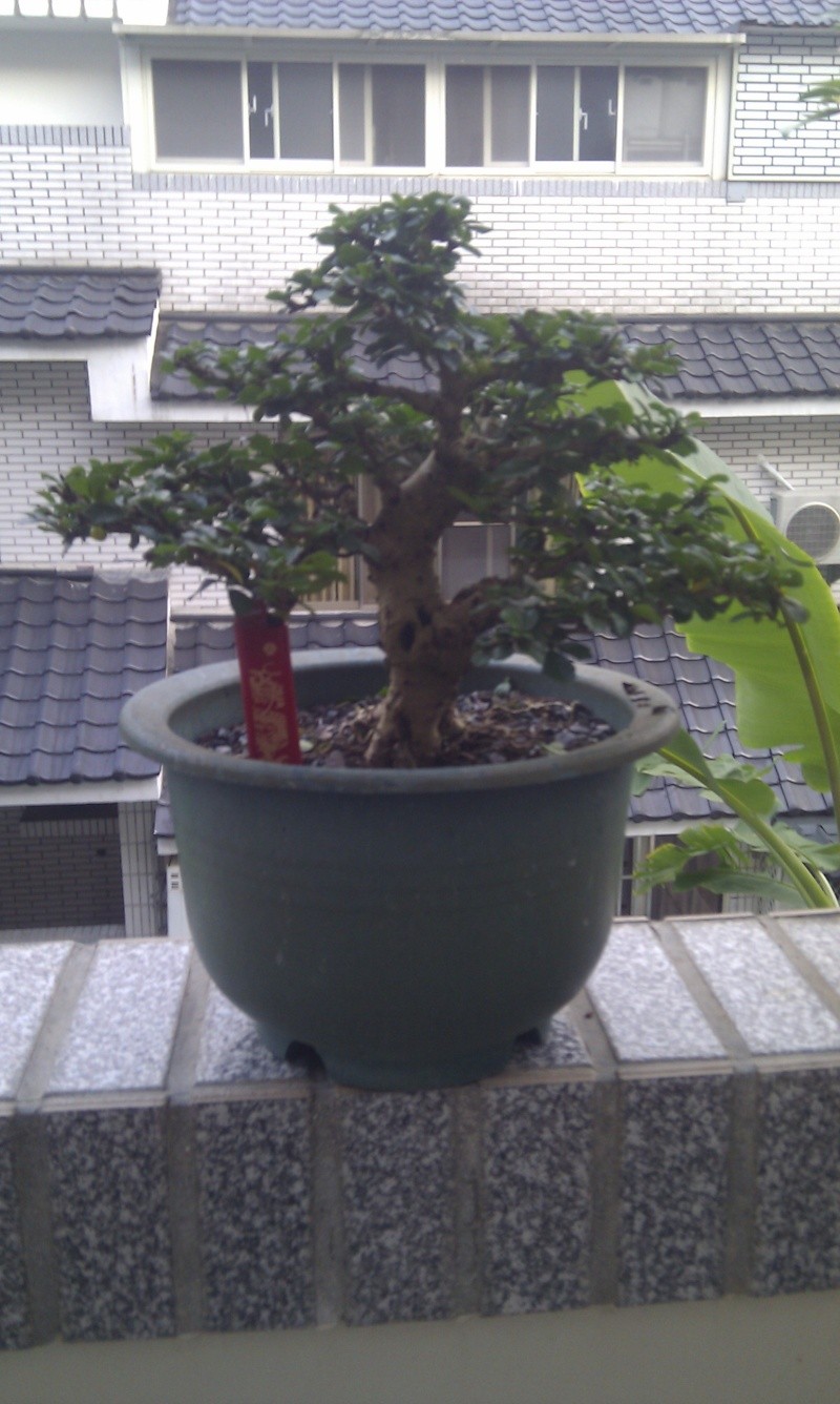 My Shohin Fukien Tea Imag0710