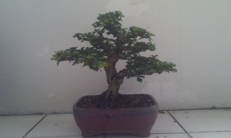 My Shohin Fukien Tea Imag0711