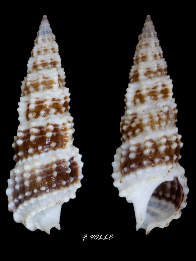 Cerithium salebrosum Sowerby II, 1855  Cerith10