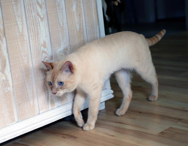 harlan - HARLAN, chat européen red point, yeux bleux, né en 2012 Harlan15