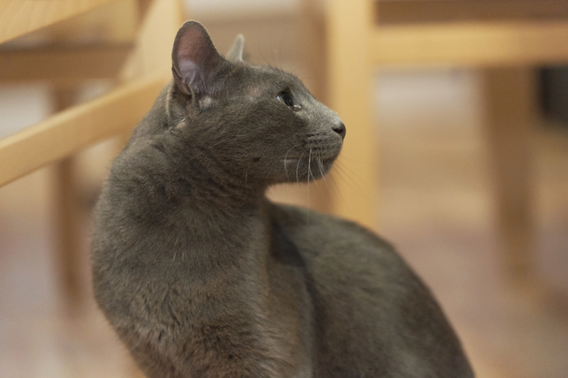 HARRIS, chat européen de type chartreux, né en 2014 Harris43