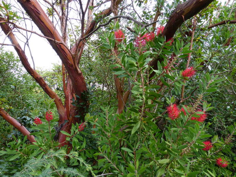encore des beaux jours au jardin Callis11