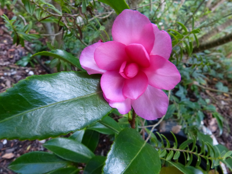 encore des beaux jours au jardin - Page 2 Camell10