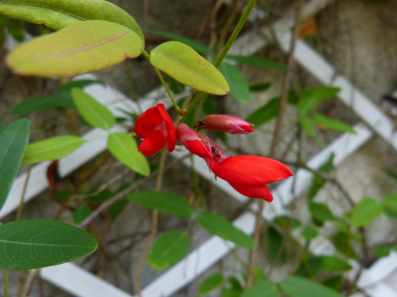 ces quelques fleurs de nos jardins - Page 4 Campto11