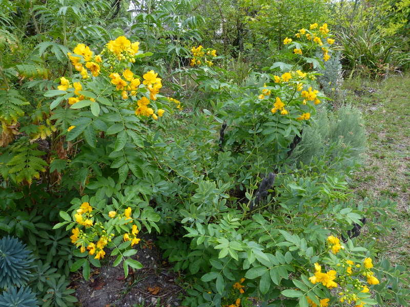 encore des beaux jours au jardin Cassia11