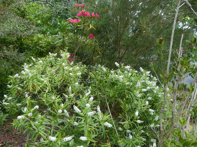 ces quelques fleurs de nos jardins - Page 4 Hebe_s11