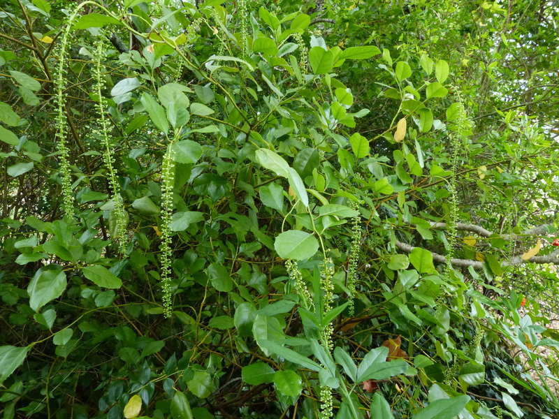 ces quelques fleurs de nos jardins - Page 4 Itea_i10