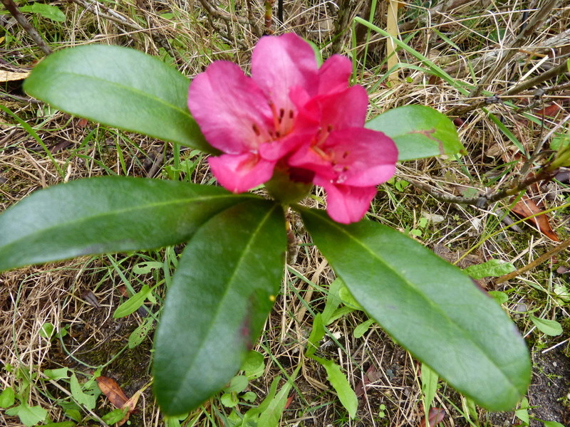 encore des beaux jours au jardin - Page 3 Rhodod17