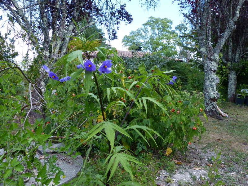 jardins d'été, jardins se plaisent Solanu10