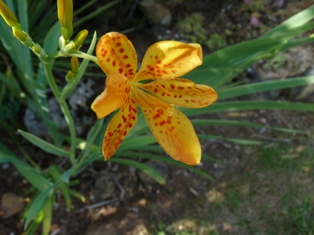 Iris domestica (= Belamcanda chinensis) - Page 3 Belamc10