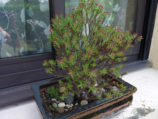 Crassula sarcocaulis - Page 2 Crassu10