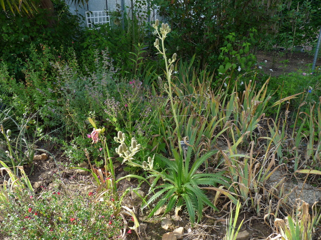 Eryngium agavifolium - panicaut à feuilles d'Agave - Page 2 Eryngi12