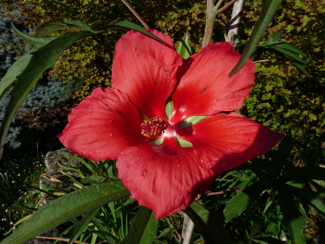 encore des beaux jours au jardin  P1040613