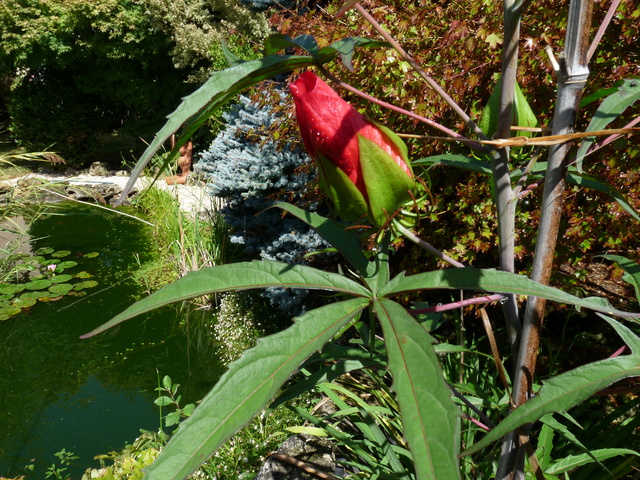 encore des beaux jours au jardin P1040614