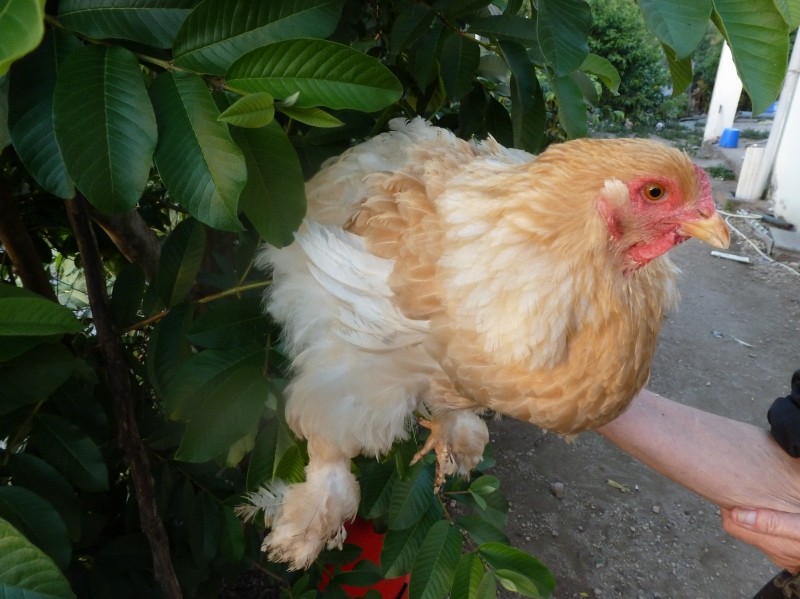 les variétés fauve Herminée noir  et  bleu Brahma10