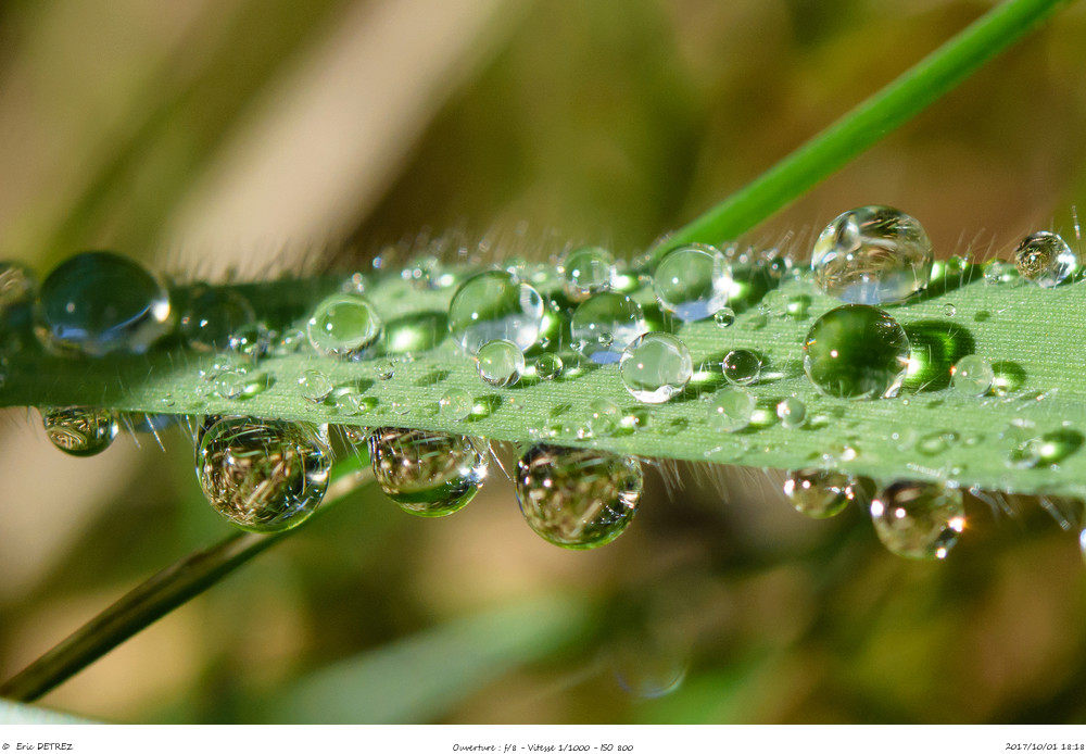 Automne et gouttes d'eau  _dsc8814