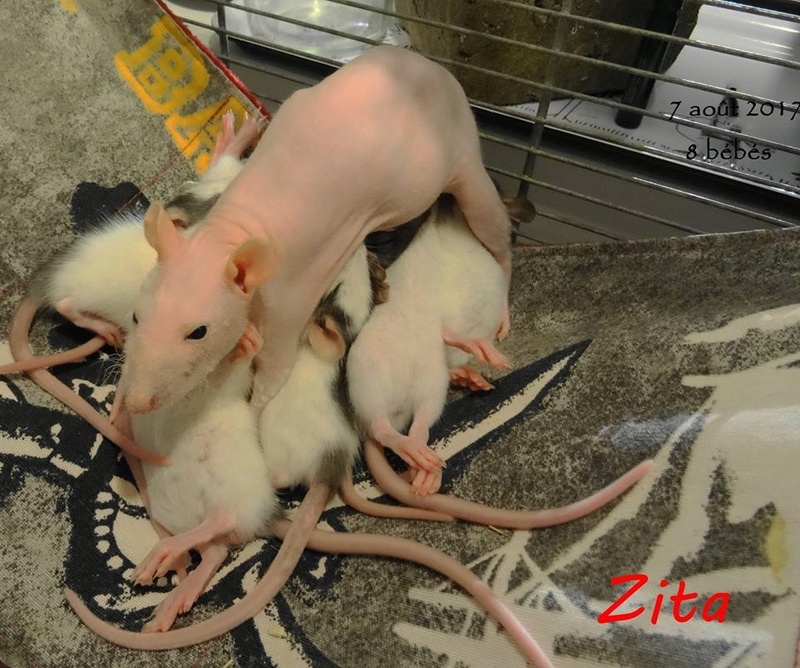 Sauvetage de Zita et sa portée : 8 ratons (5M/3F)+ 2 adultes (1M/1F) Img_0234
