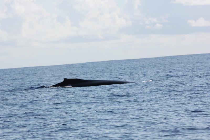Baleines Img_0319