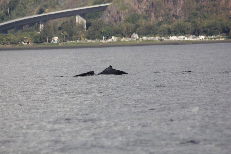 Baleines Img_0322