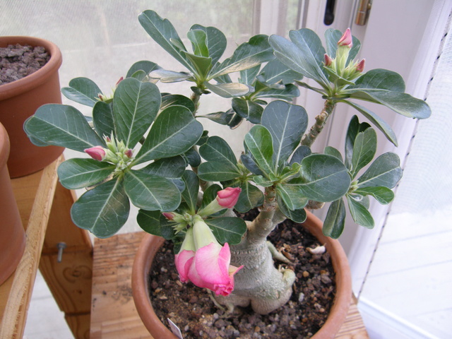 Adenium obesum  - Page 3 Adeniu10