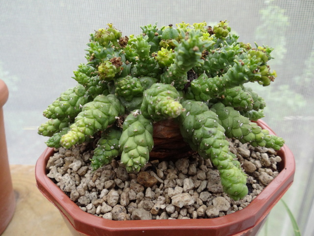 Euphorbia gorgonis. Euphor13