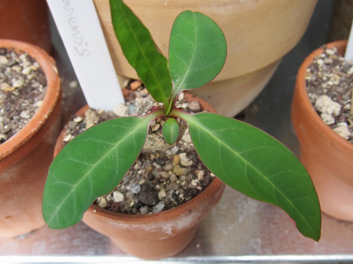 Euphorbia ankarensis - Page 2 Ankare10