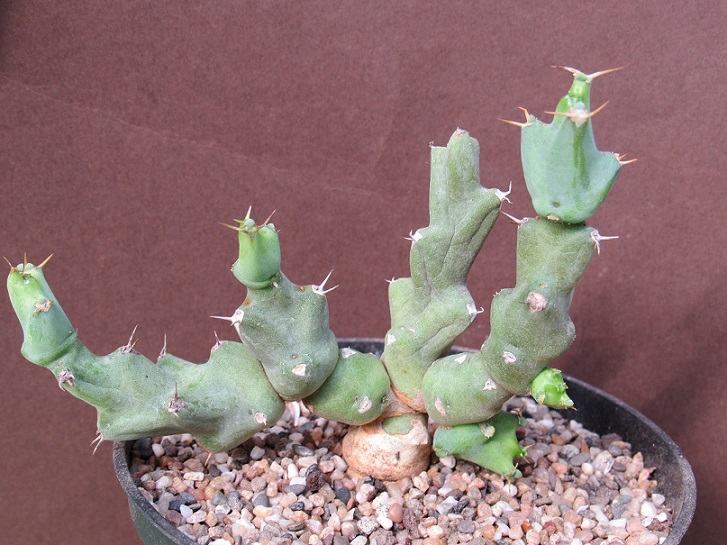 Euphorbia clivicola. Eupcla10