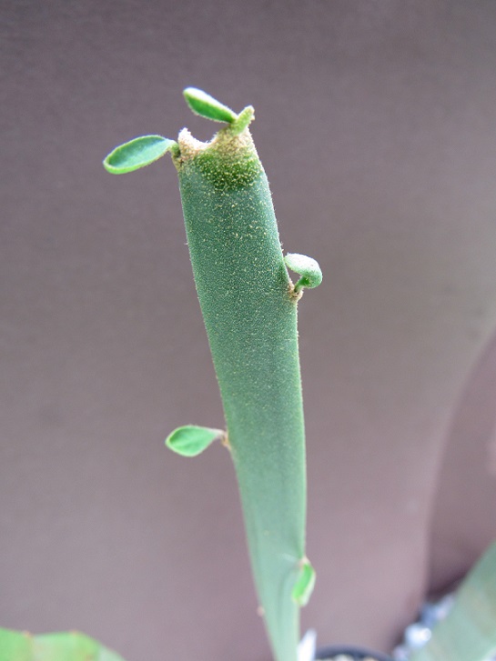 Euphorbia enterophora Euphor14