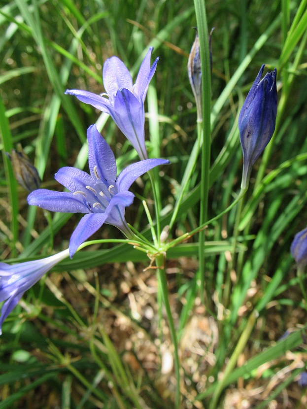 c'est chouette l'été au jardin ! Juil11