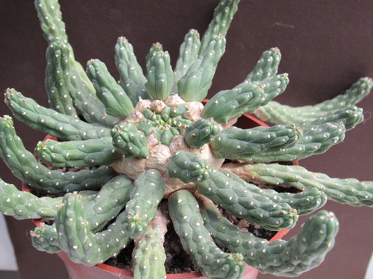 Euphorbia inermis - euphorbe sans épines  Pgo210