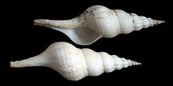 Les Fasciolariidae - Gray, 1853 Fascio15