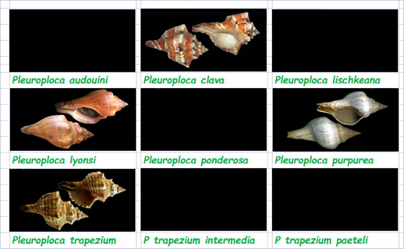  Fasciolariidae Fasciolariinae Pleuroploca - Le genre, ses espèces, la planche  Fascio38