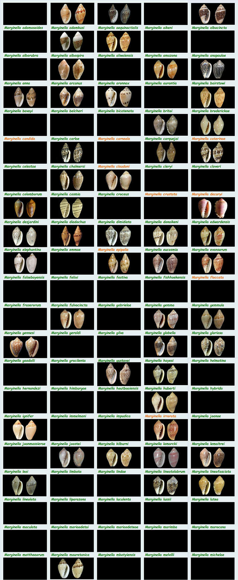  Marginellidae Marginella - Le genre, ses espèces, la planche Margin15