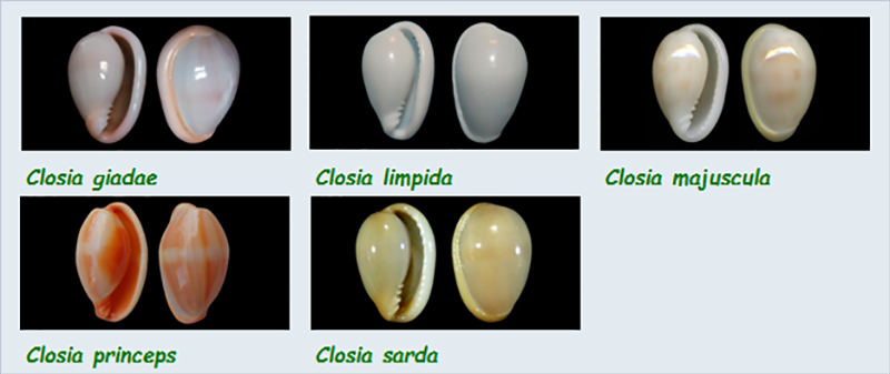  Marginellidae Closia - Le genre, ses espèces, la planche Margin25