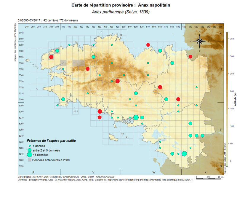 [Anax parthenope] Nouvelles observations de l'Anax napolitain - Page 2 Anax_p10