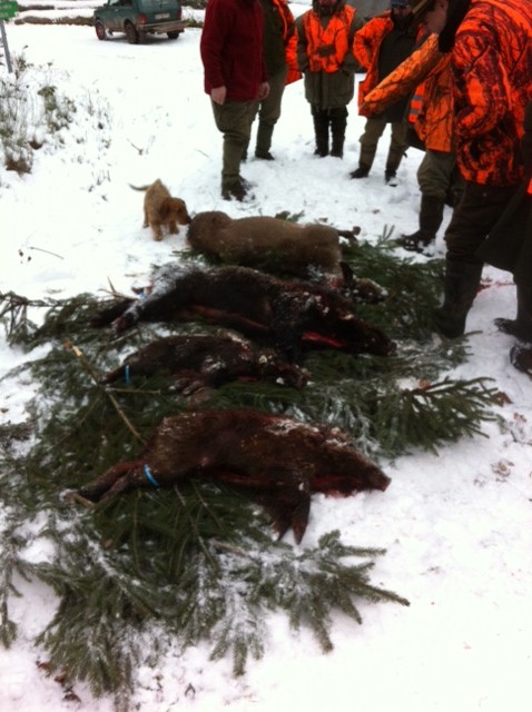 Saison de chasse au Grand Gibier 2012/2013 - Page 31 Urmatt11