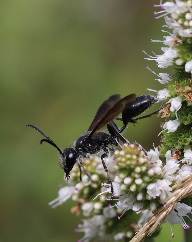 Belle noire sur menthe Img_1710