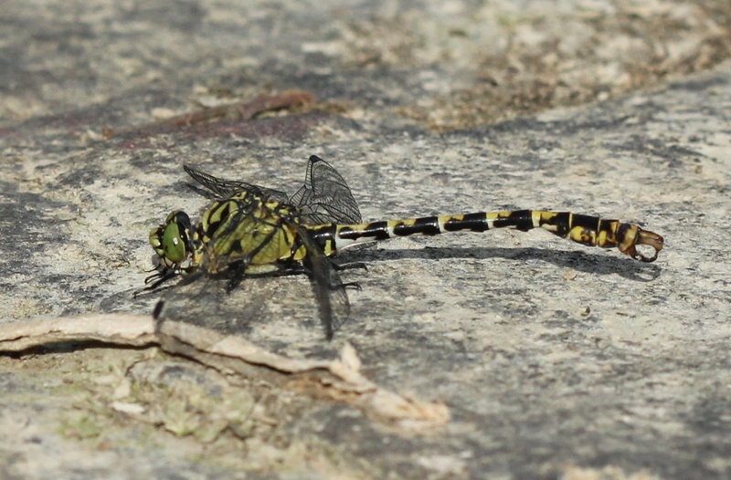 [Onychogomphus forcipatus] nouveau carré pour O forcipatus Img_7410