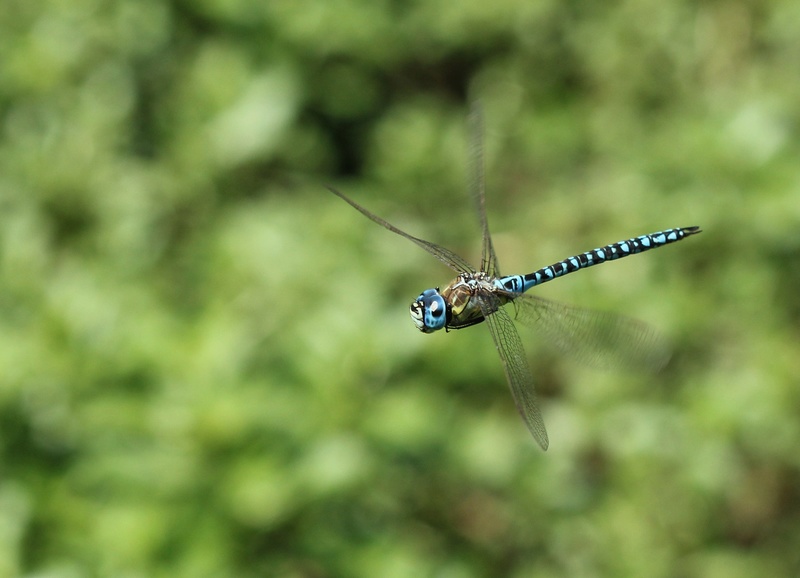 [Aeshna affinis] Marais sec à Massérac Img_7411